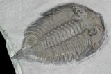 Dalmanites Trilobite Fossil - New York #99081-5
